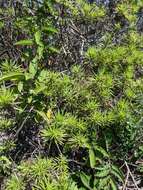 Image of Thin-leafed Darwin's Shrub