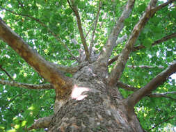 Image of American sycamore