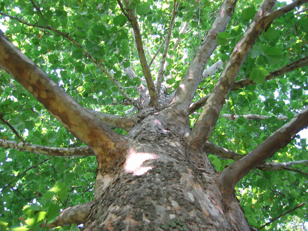 Imagem de Platanus occidentalis L.