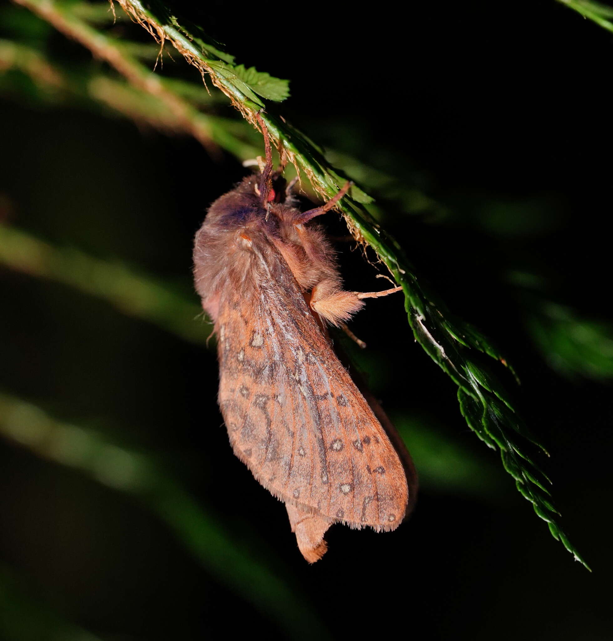 Image of Oxycanus subvaria Walker 1856