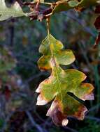 Image of Brewer Oak