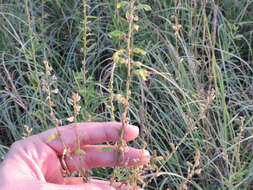 Image of sessileleaf ticktrefoil