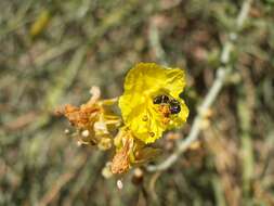 Image of Jerusalem thorn