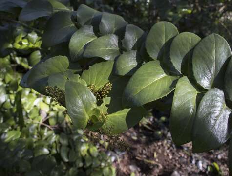 Image of Griselinia scandens (Ruiz & Pav.) Taub.