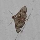 Image of Glyphodes canthusalis Walker 1859