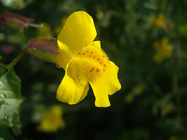 Image of Erythranthe guttata (DC.) G. L. Nesom