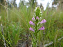 Image of rosy owl's-clover