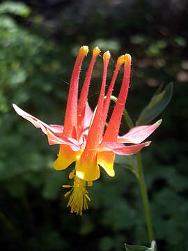 Image of western columbine