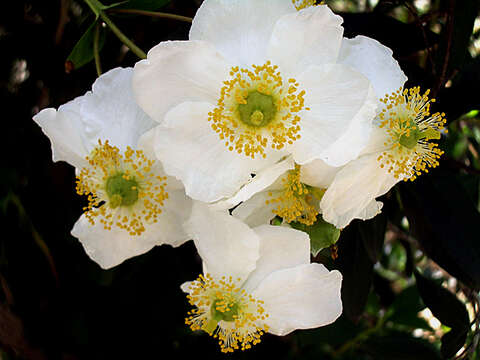 Image of tree anemone