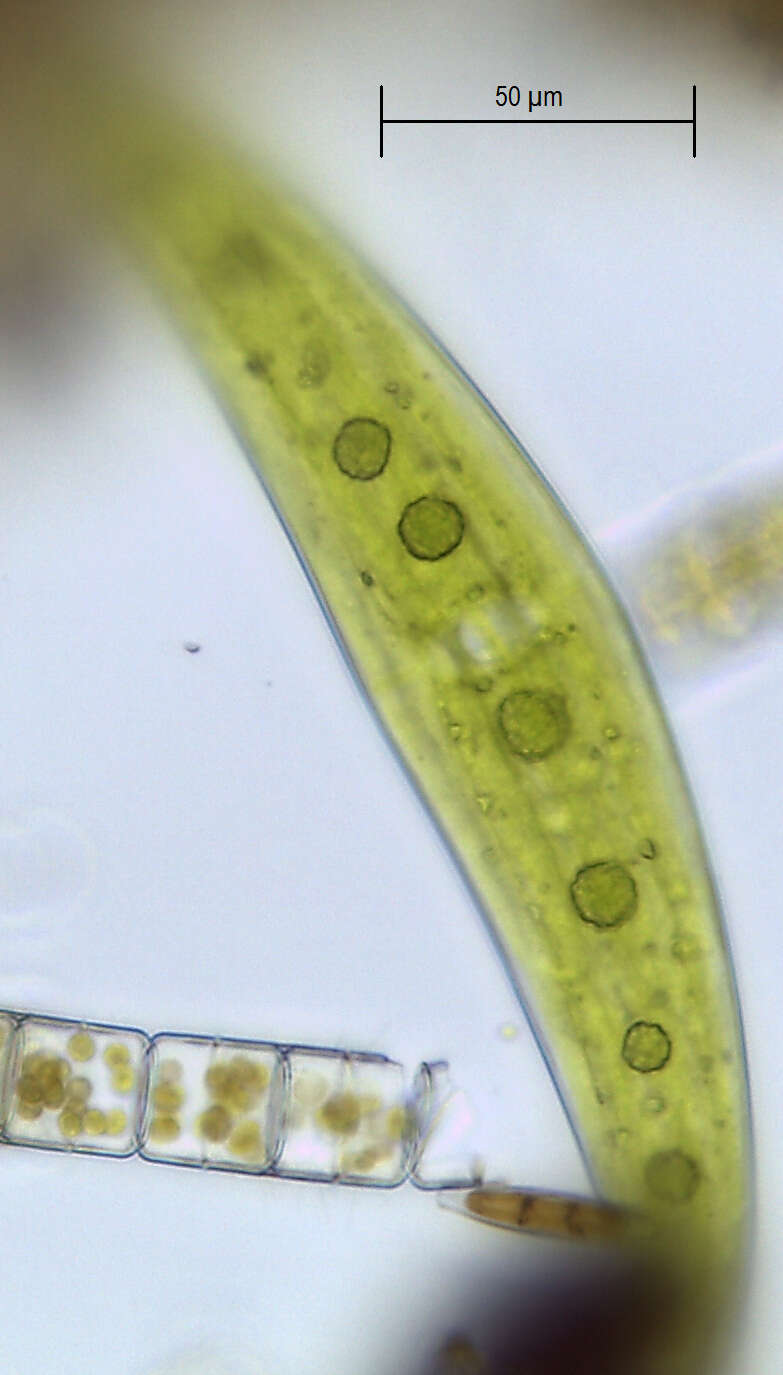 Image of Closterium moniliferum