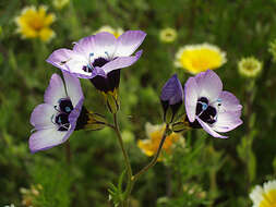 Image of bird's-eye gilia