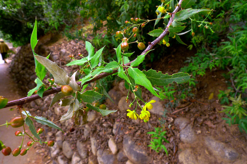 Image of Nevin's barberry