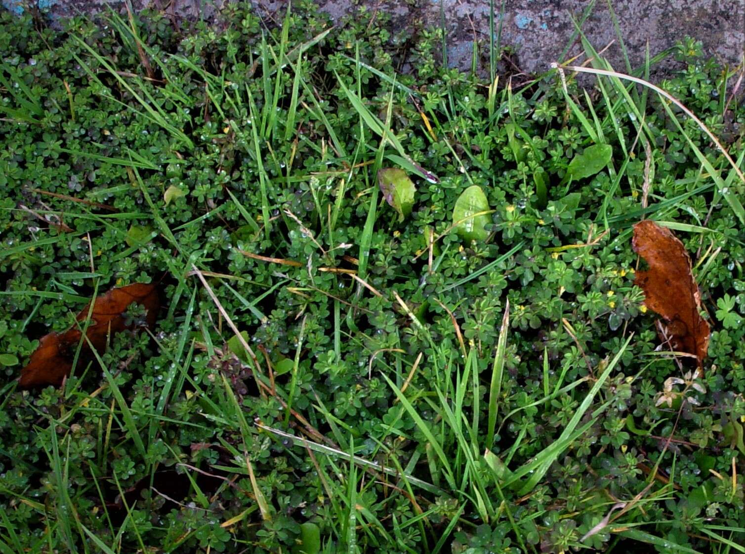 Image of slender hop clover