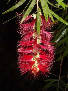 صورة Callistemon viminalis (Sol. ex Gaertn.) G. Don