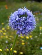 Image of bluehead gilia