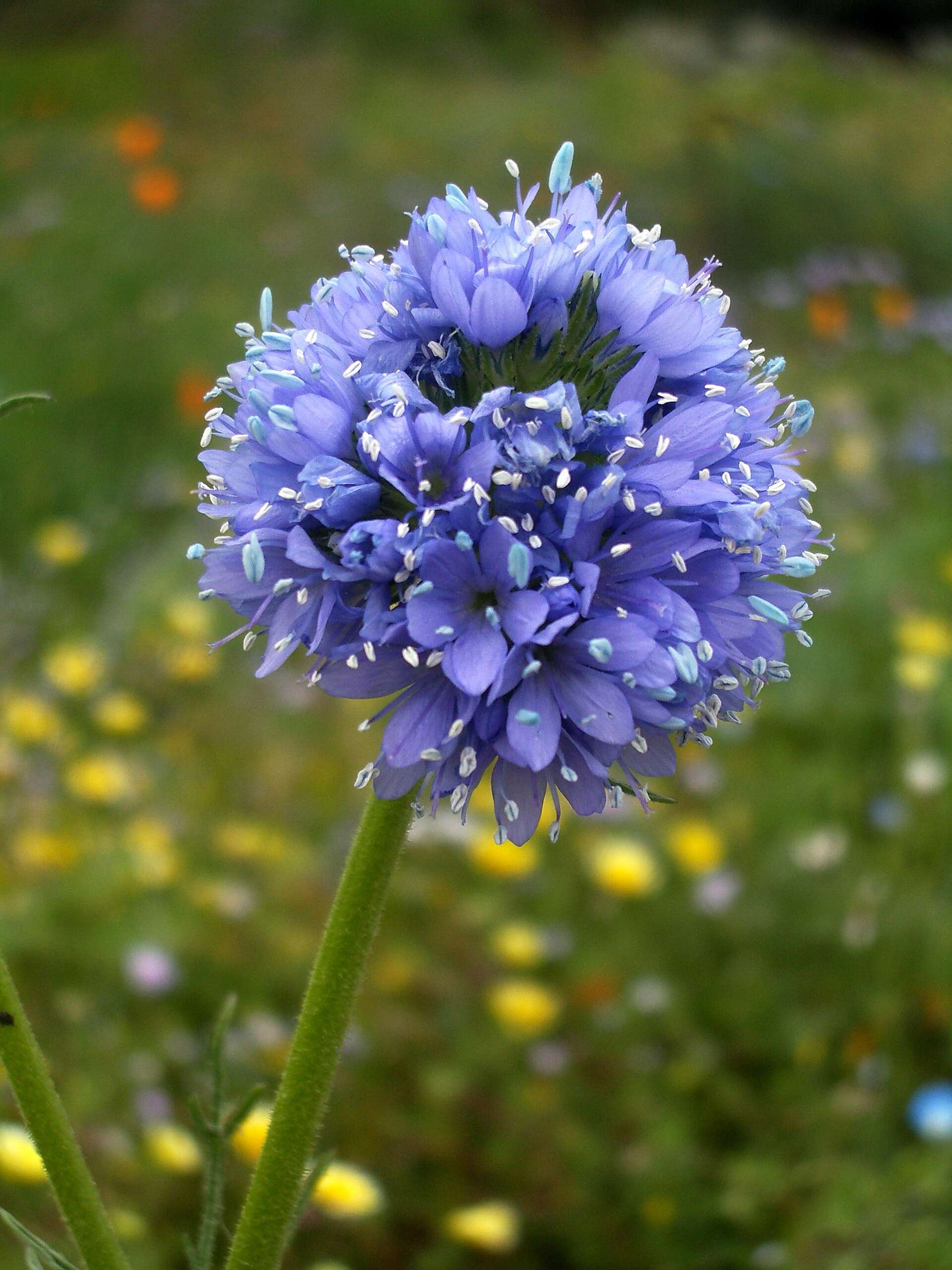 Image of bluehead gilia