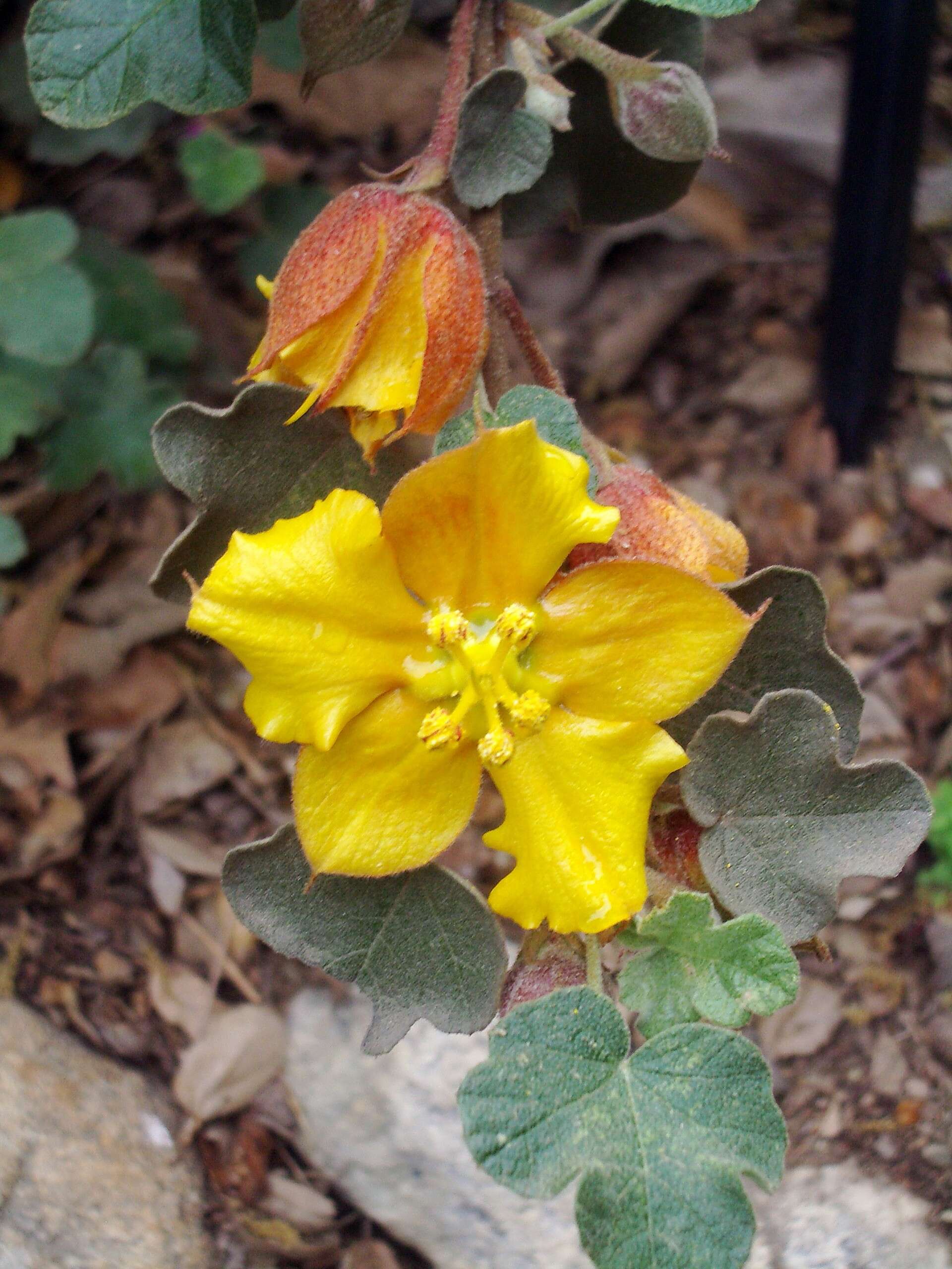 Sivun Fremontodendron californicum (Torr.) Coult. kuva