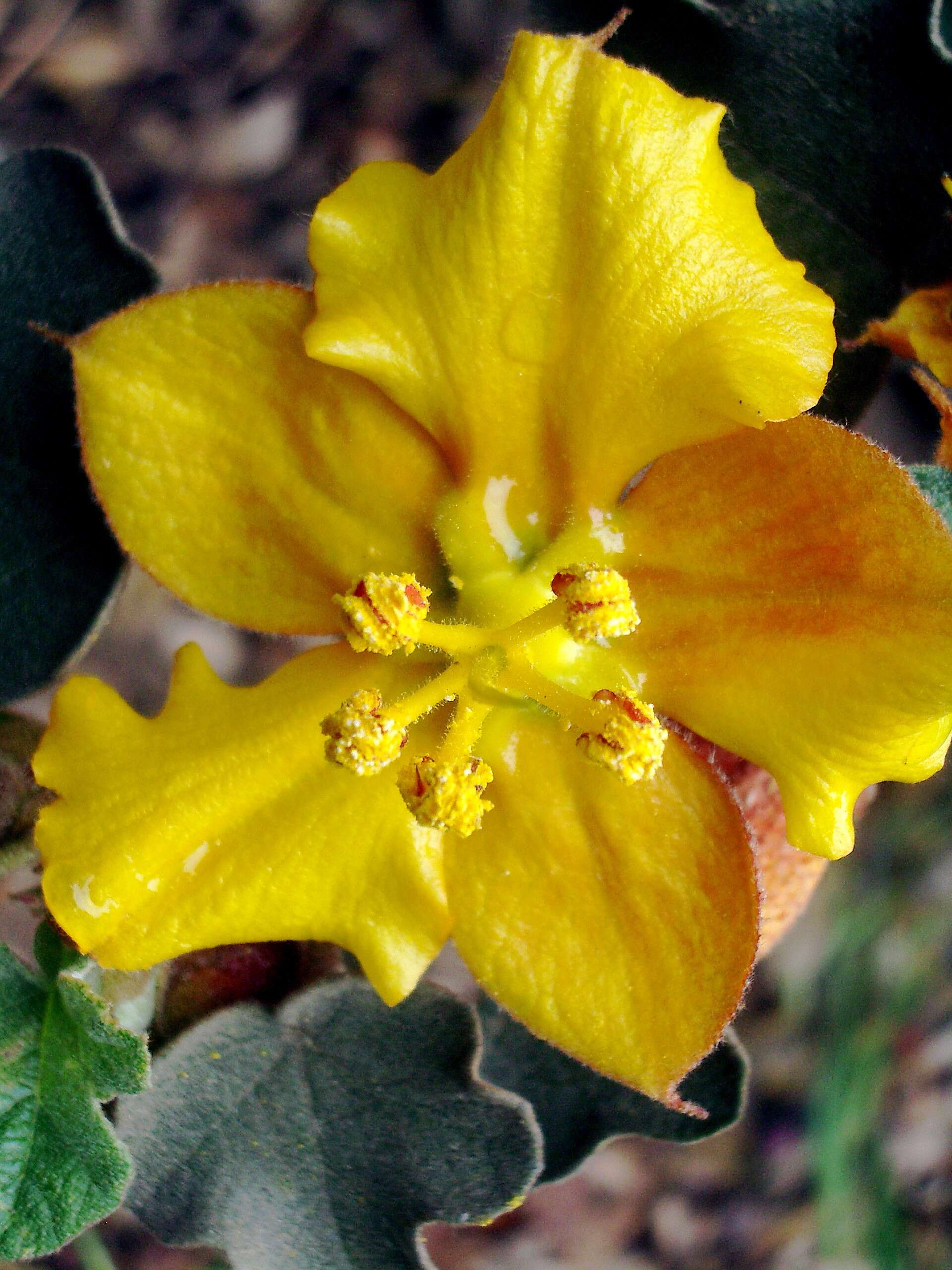 Image of California flannelbush