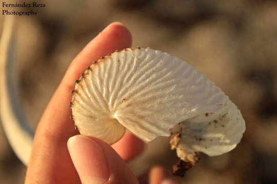 Image of rough-keeled argonaut