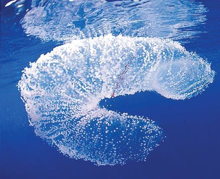 Image of Diamondback squid