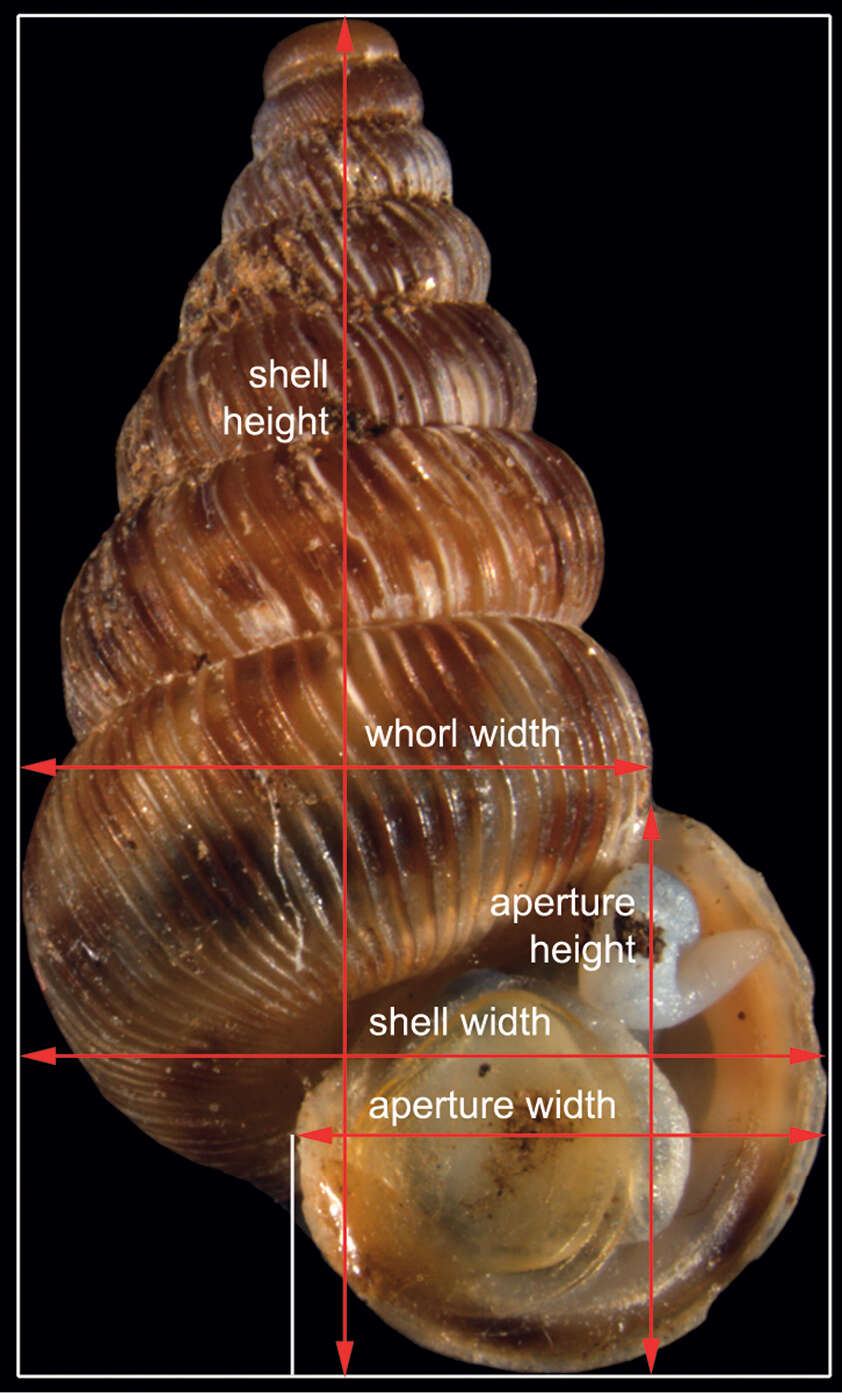 صورة Cochlostoma septemspirale (Razoumowsky 1789)