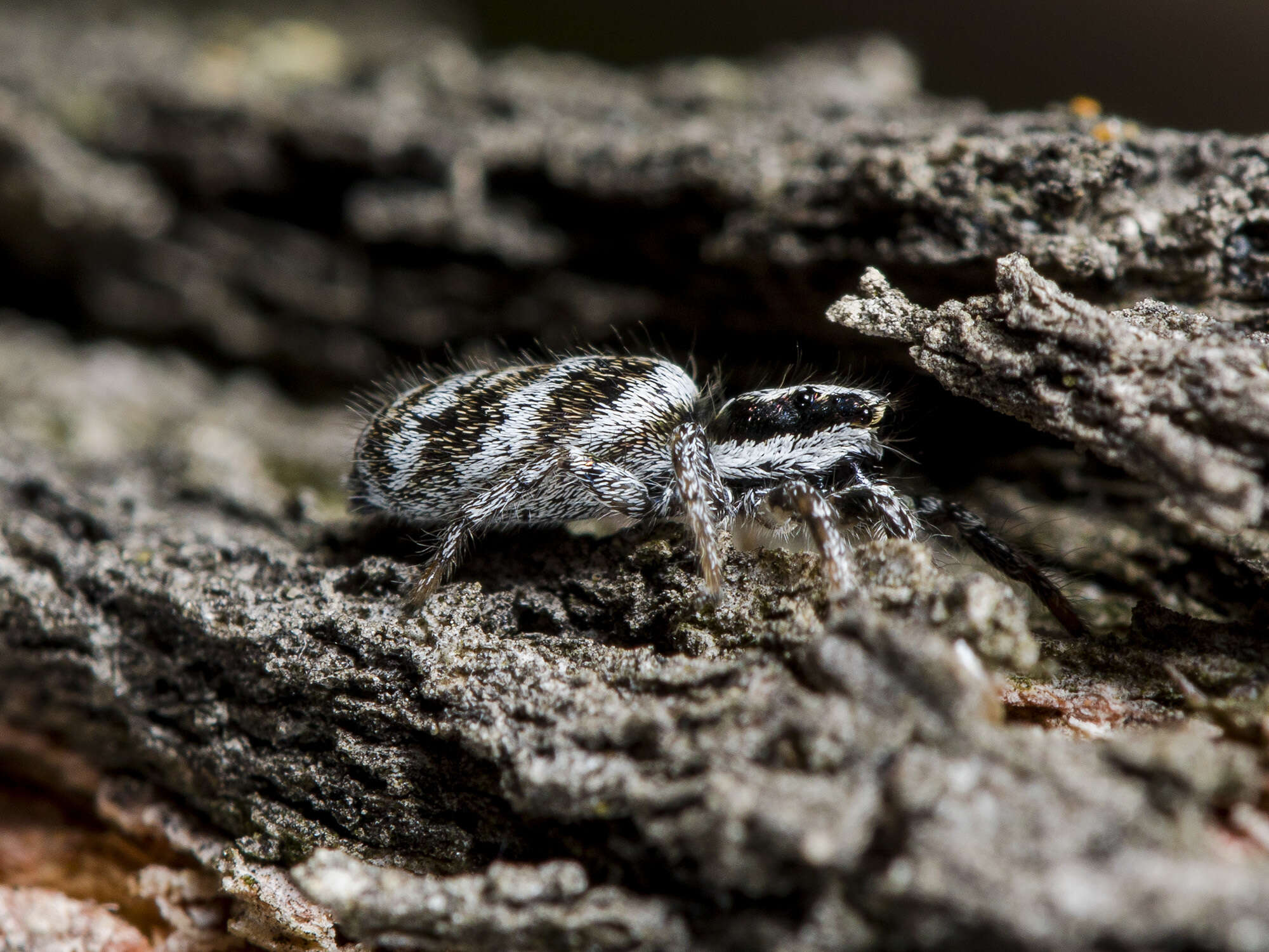 Image of Salticus tricinctus (C. L. Koch 1846)