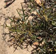 Image of Grevillea ilicifolia subsp. lobata (F. Müll.) Downing