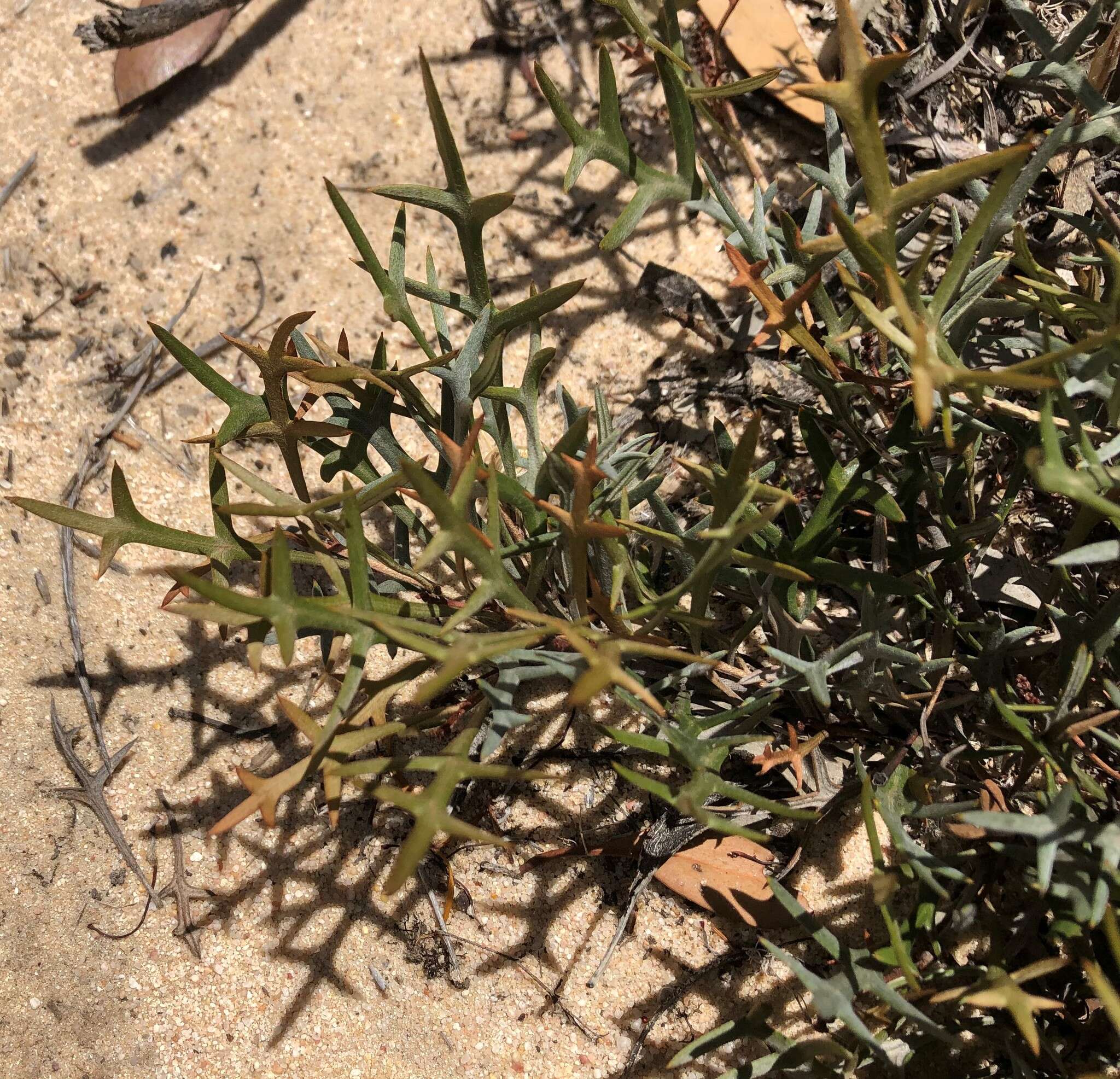 Image of Grevillea ilicifolia subsp. lobata (F. Müll.) Downing