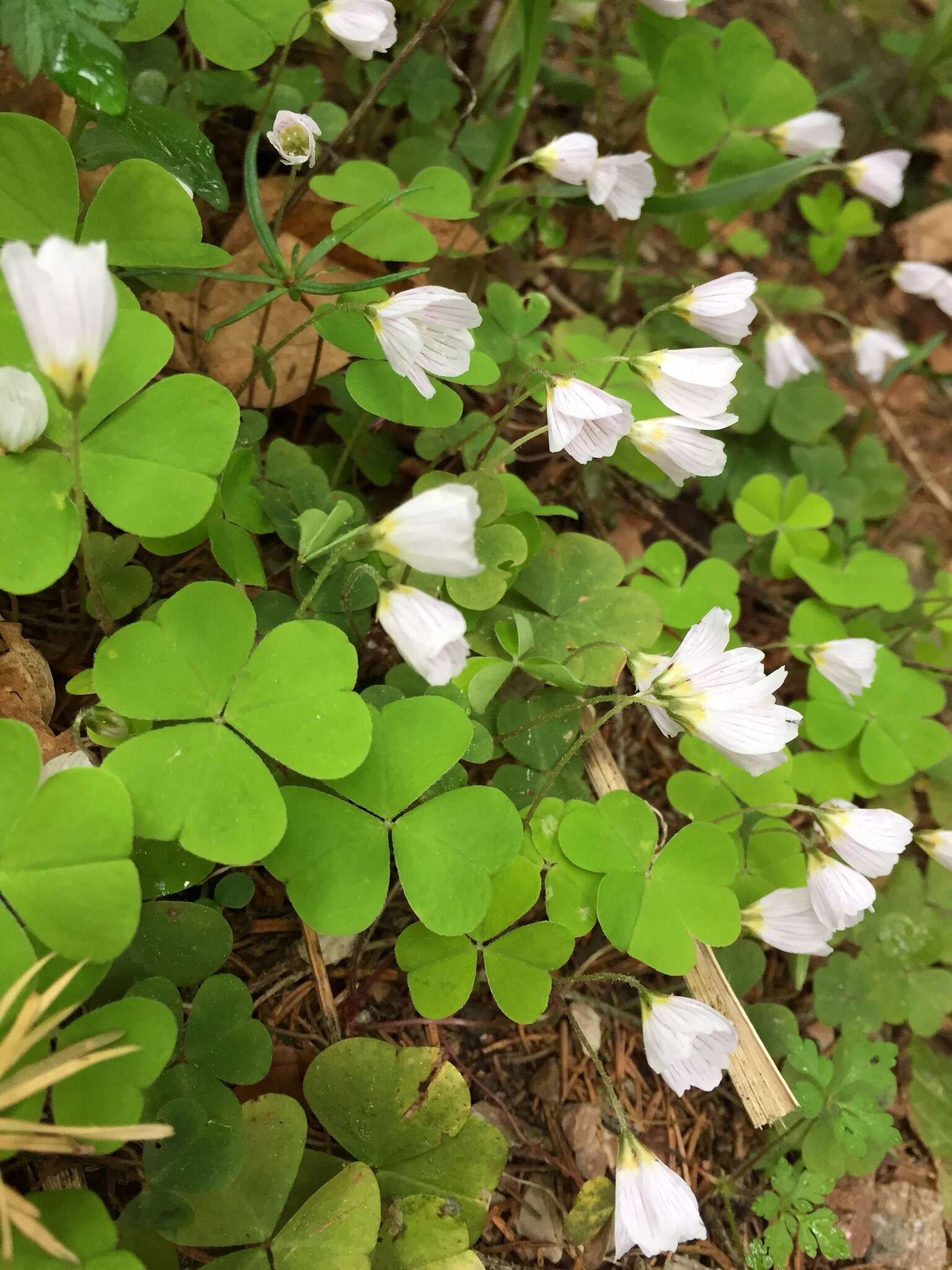 Imagem de Oxalis acetosella L.