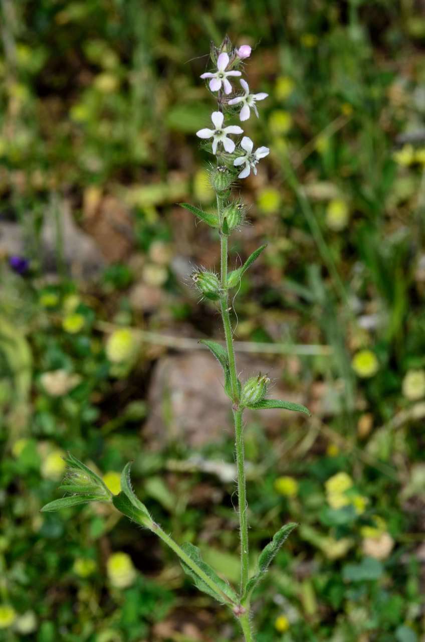 Image of Silene gallica var. gallica