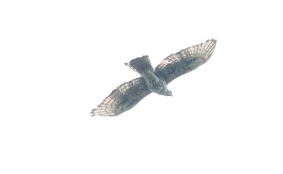 Image of Cassin's Hawk-Eagle