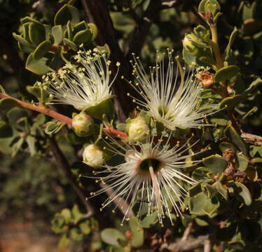 Image of Kunzea pulchella (Lindl.) A. S. George