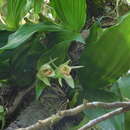 Image of Coelogyne macdonaldii F. Muell. & Kraenzl.