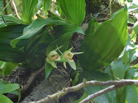 Coelogyne macdonaldii F. Muell. & Kraenzl. resmi