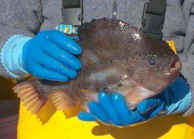 Image of lumpfishes