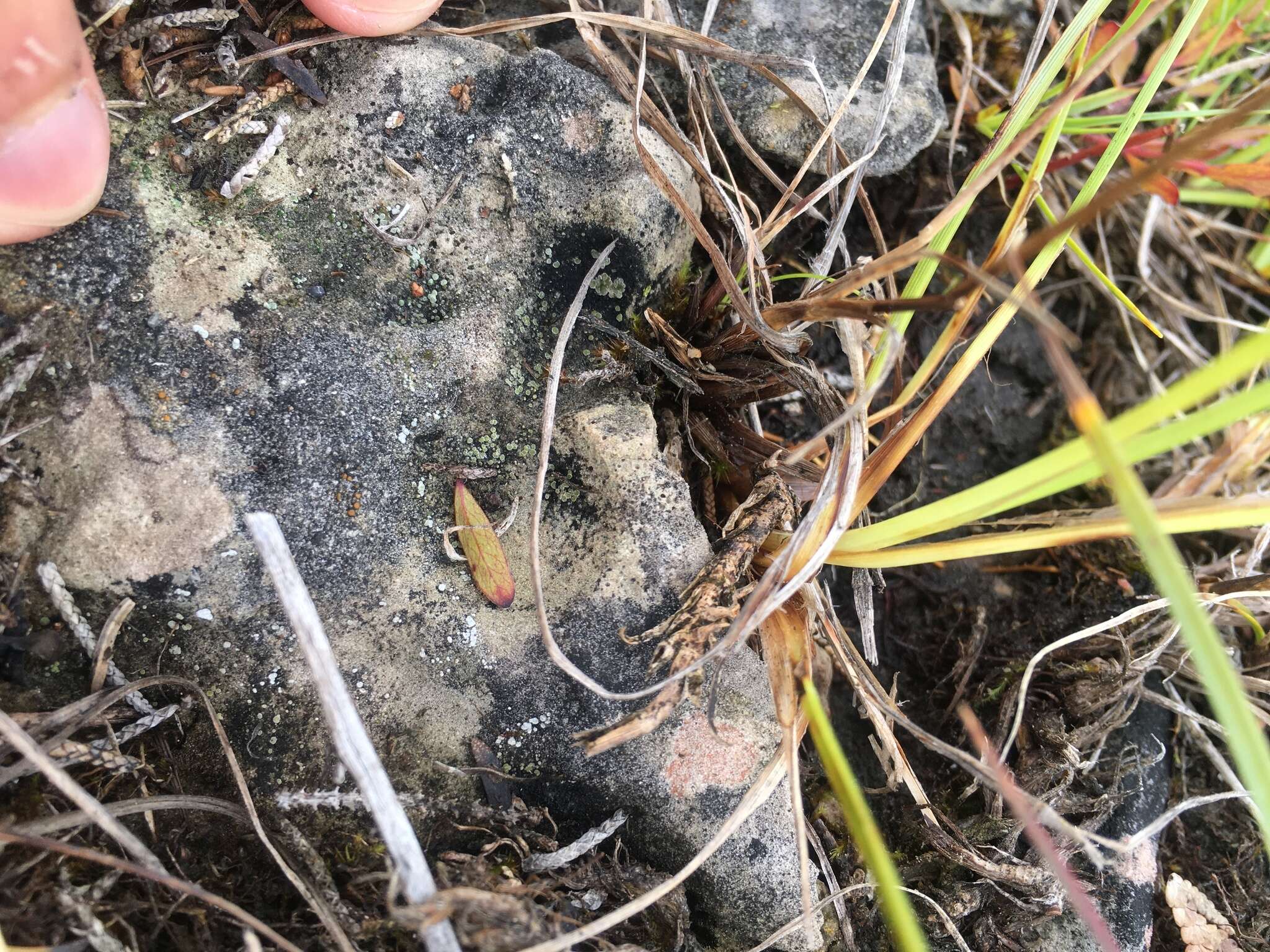 Image of cracked lichen