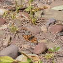 Junonia villida Fabricius 1787的圖片