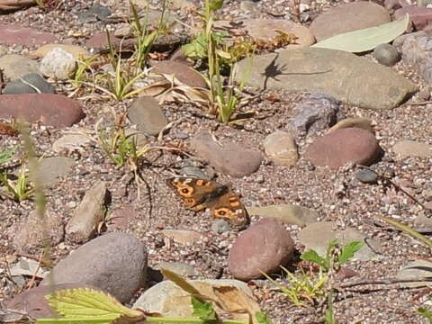 Image of Meadow Argus