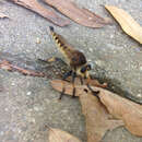 Image of Red-footed Cannibalfly