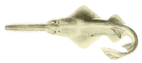 Image of Dwarf Sawfish