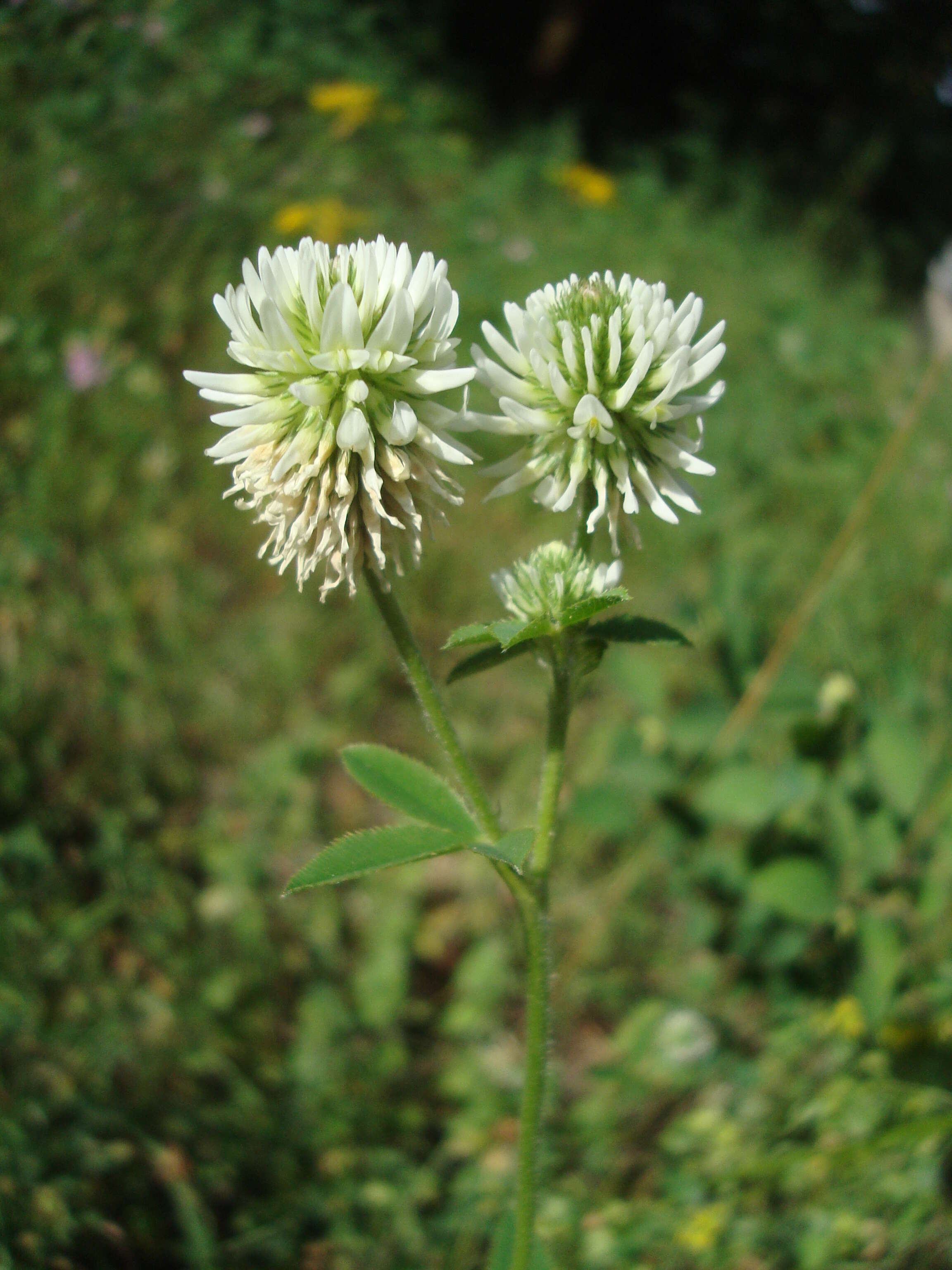 Imagem de Trifolium montanum L.