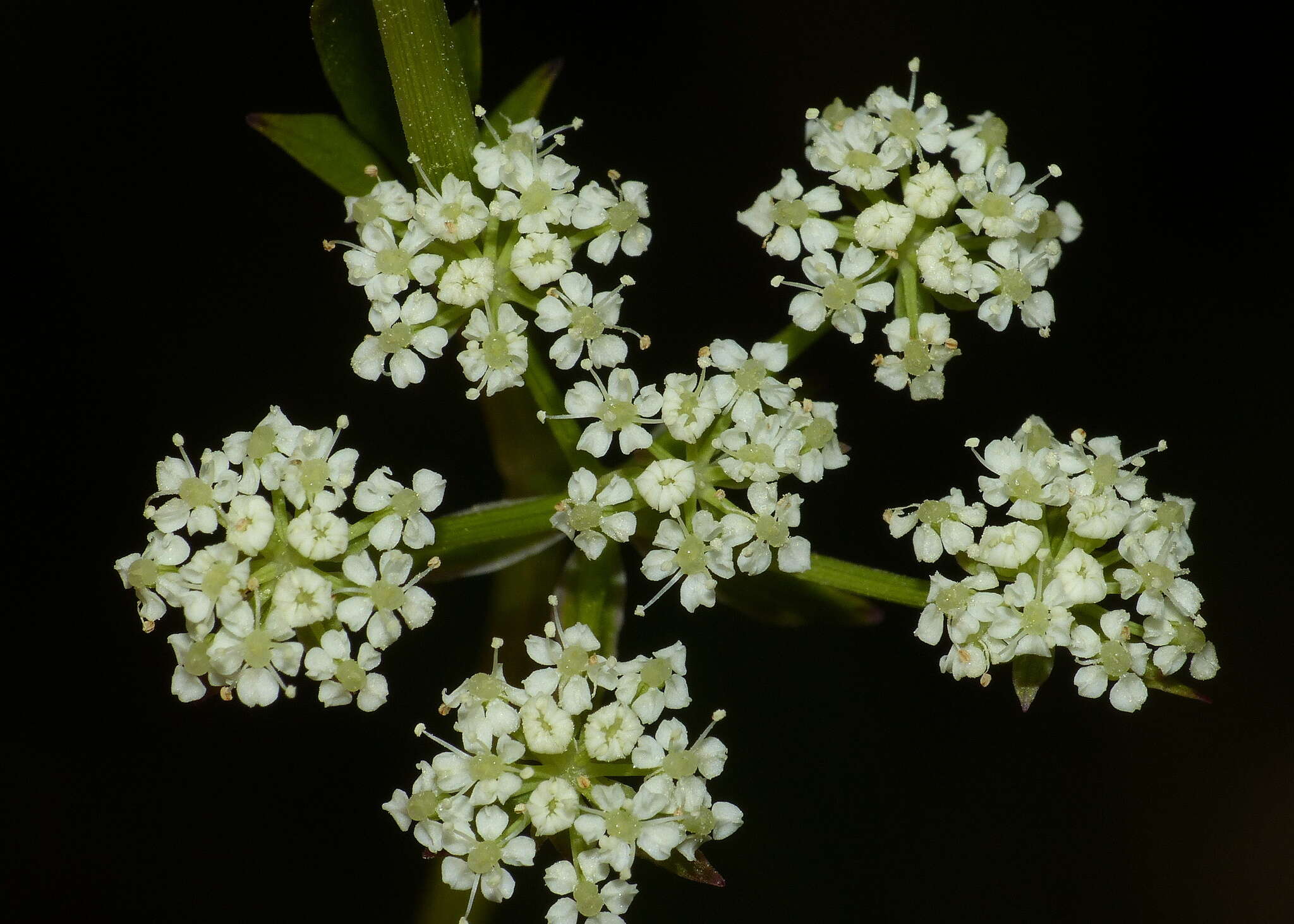 Imagem de Berula erecta subsp. thunbergii (DC.) B. L. Burtt