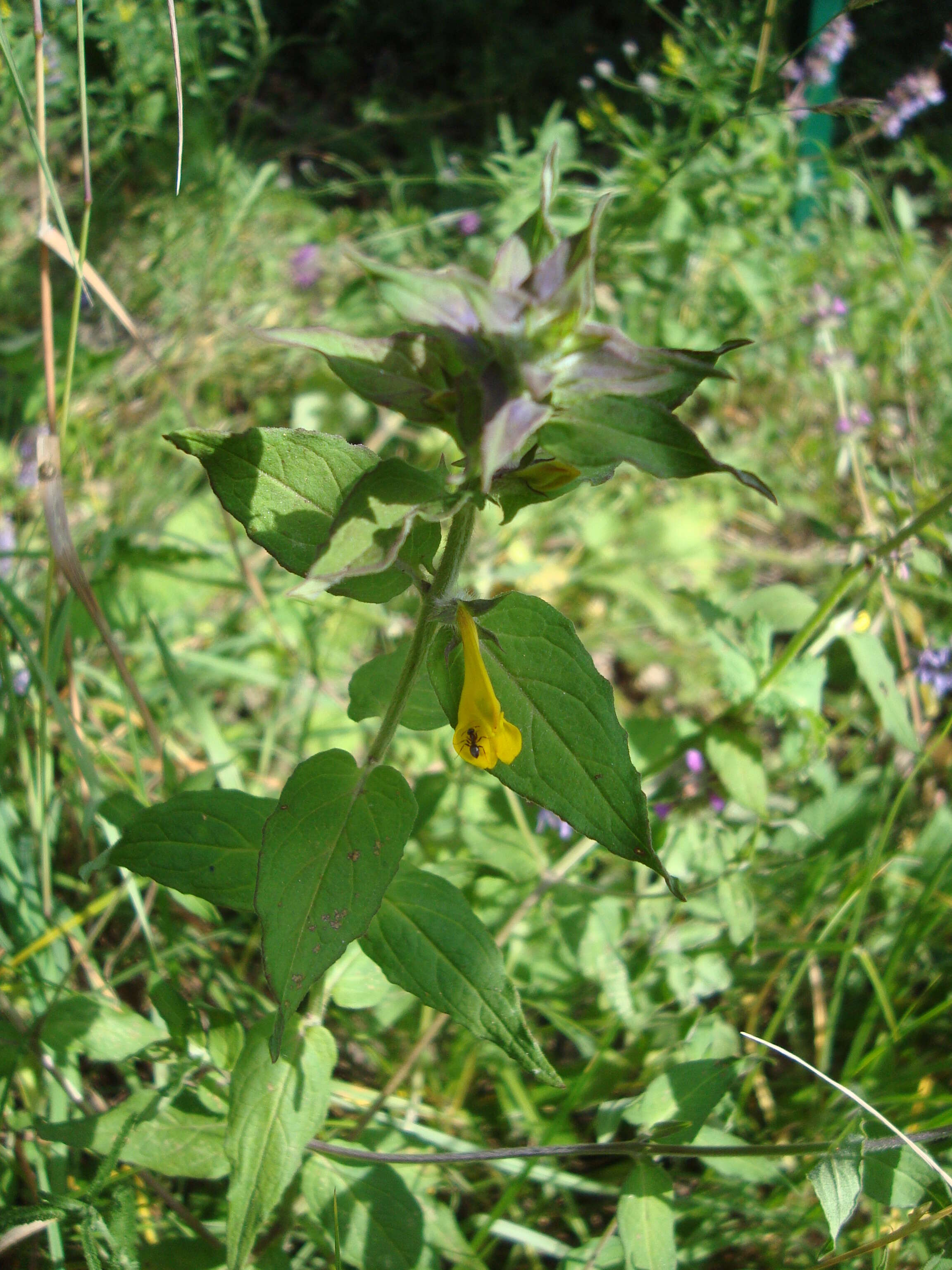 Слика од Melampyrum nemorosum L.