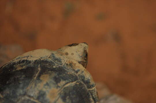 Image of Adanson's mud turtle