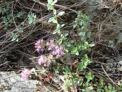 Слика од Thymus serpyllum L.