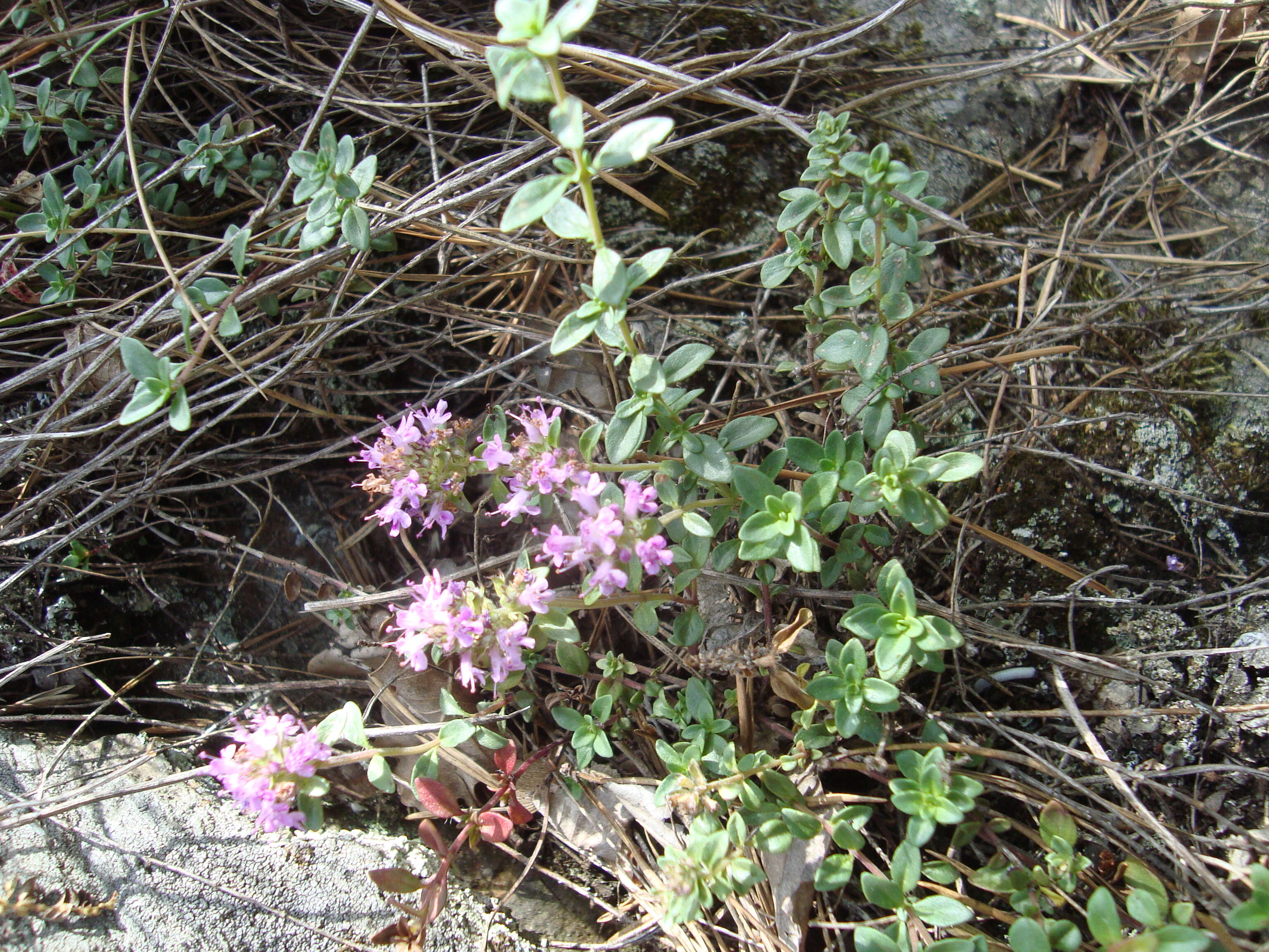 Слика од Thymus serpyllum L.