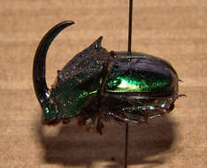 Imagem de Phanaeus (Phanaeus) borealis Olsoufieff 1924