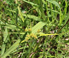 Image of Tall flatsedge