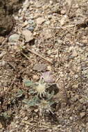 Image of Centaurea ammocyanus Boiss.