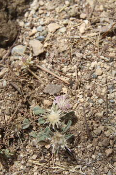 Image of Centaurea ammocyanus Boiss.